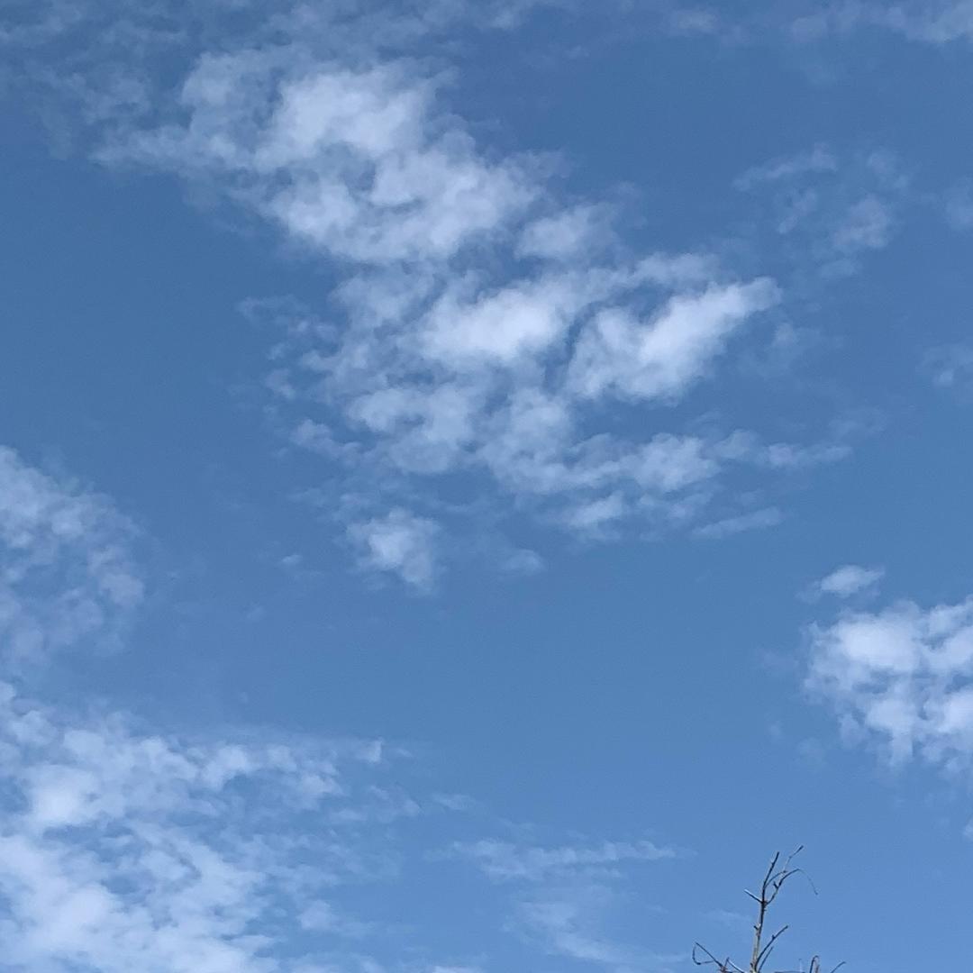 夏雨荷