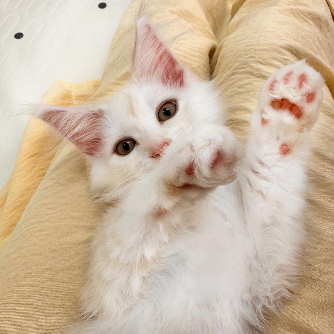 小缅因猫舍🐈