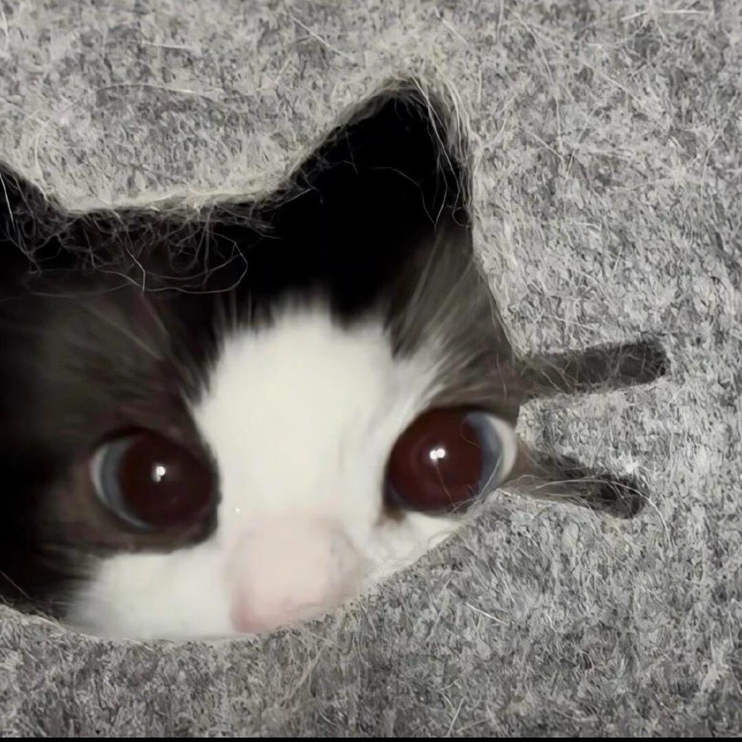 野鸡妄想成为凤凰