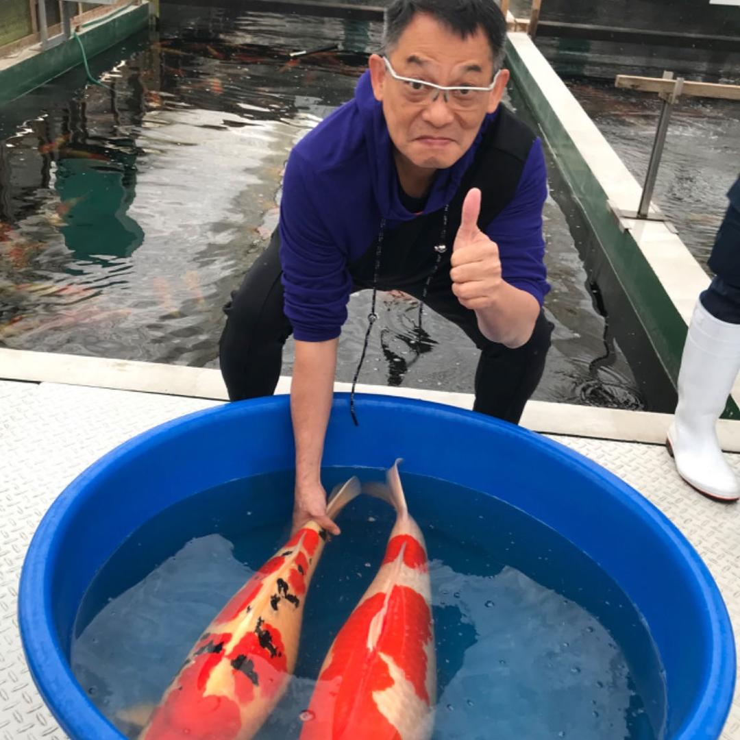 海港锦鲤佛山直销号