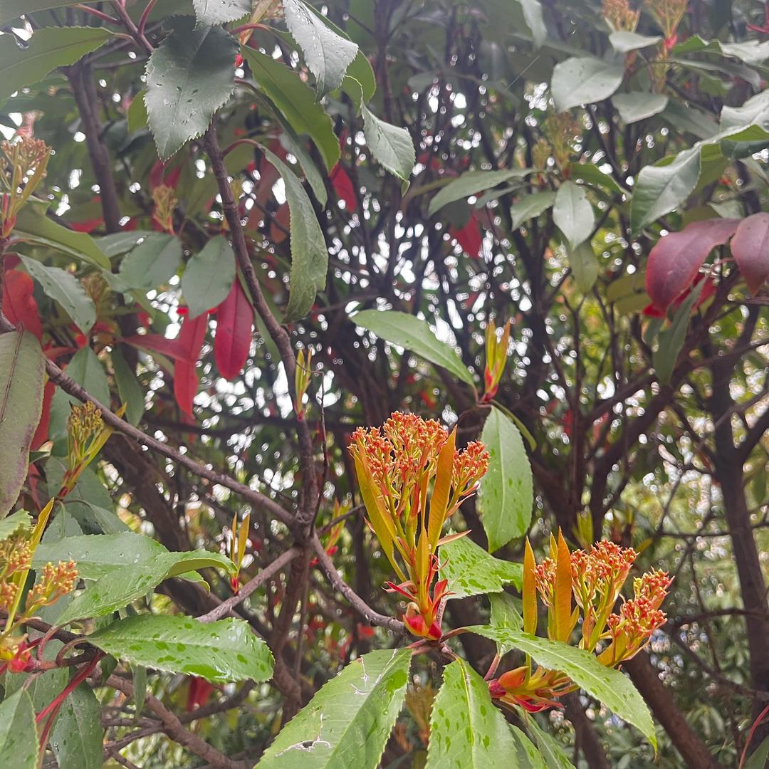 林顲洞洞架
