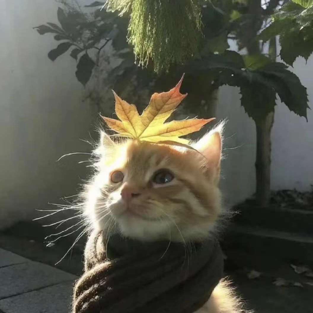 完美的时间线
