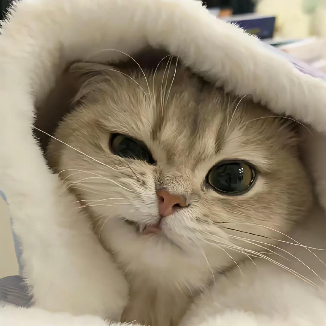 猫小雨