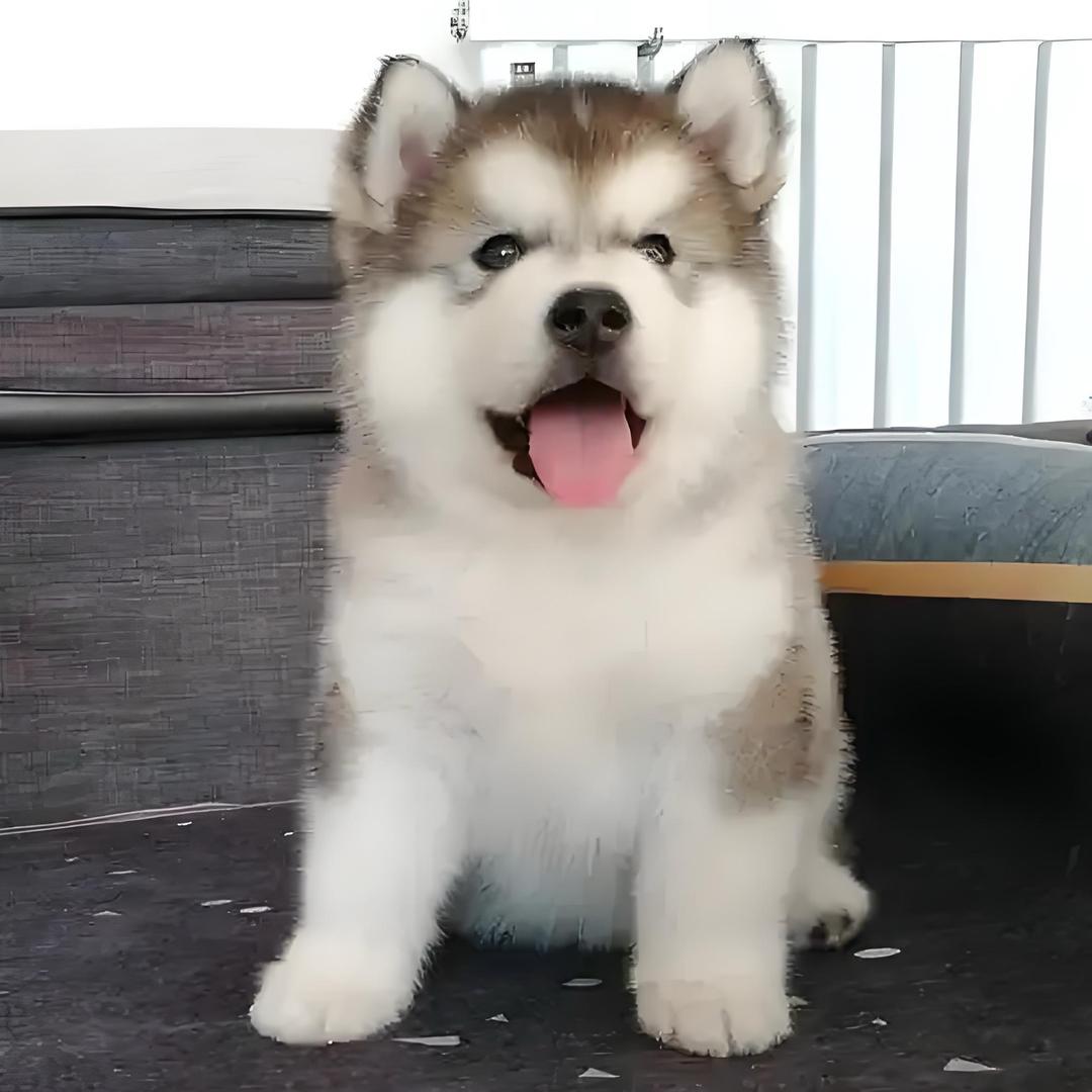 爪友爱宠铺
