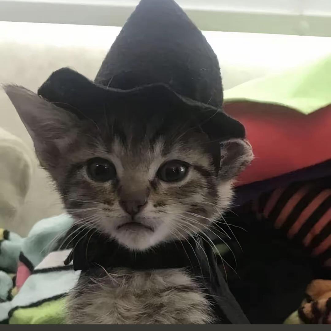 秋刀鱼不过期🐟