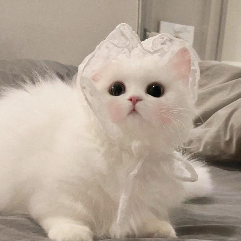 ✨✨✨