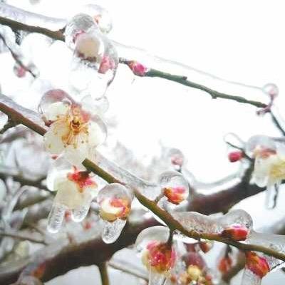 唐诗里的梅花🌸