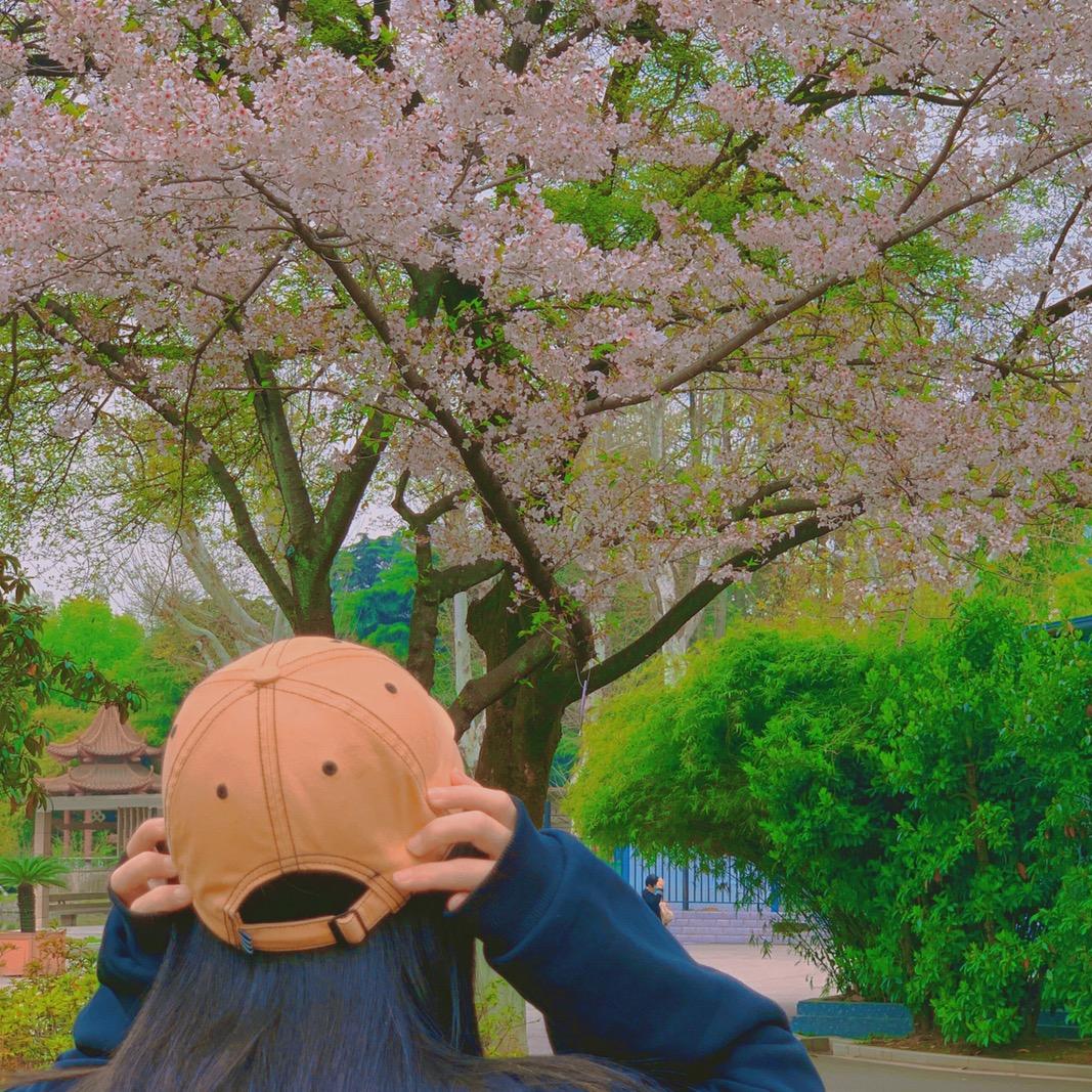 大大大大树🌲