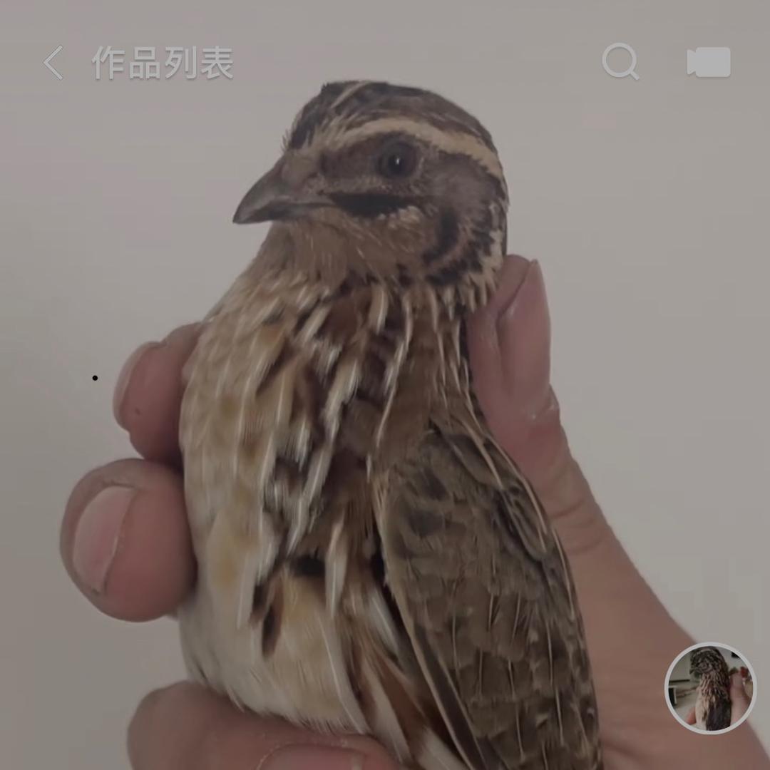 广文张氏家禽生活坊