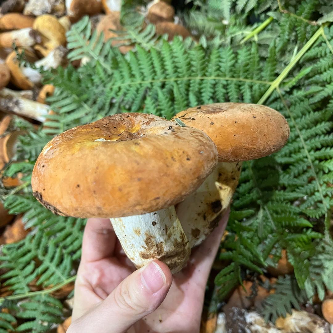 大滋然精选小铺