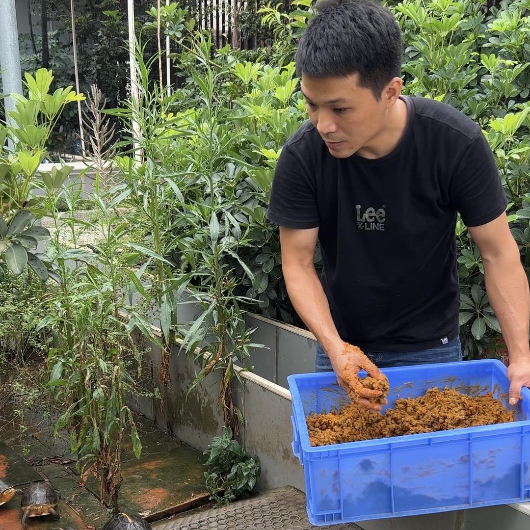 亿缘媚姐黄缘安缘养殖场