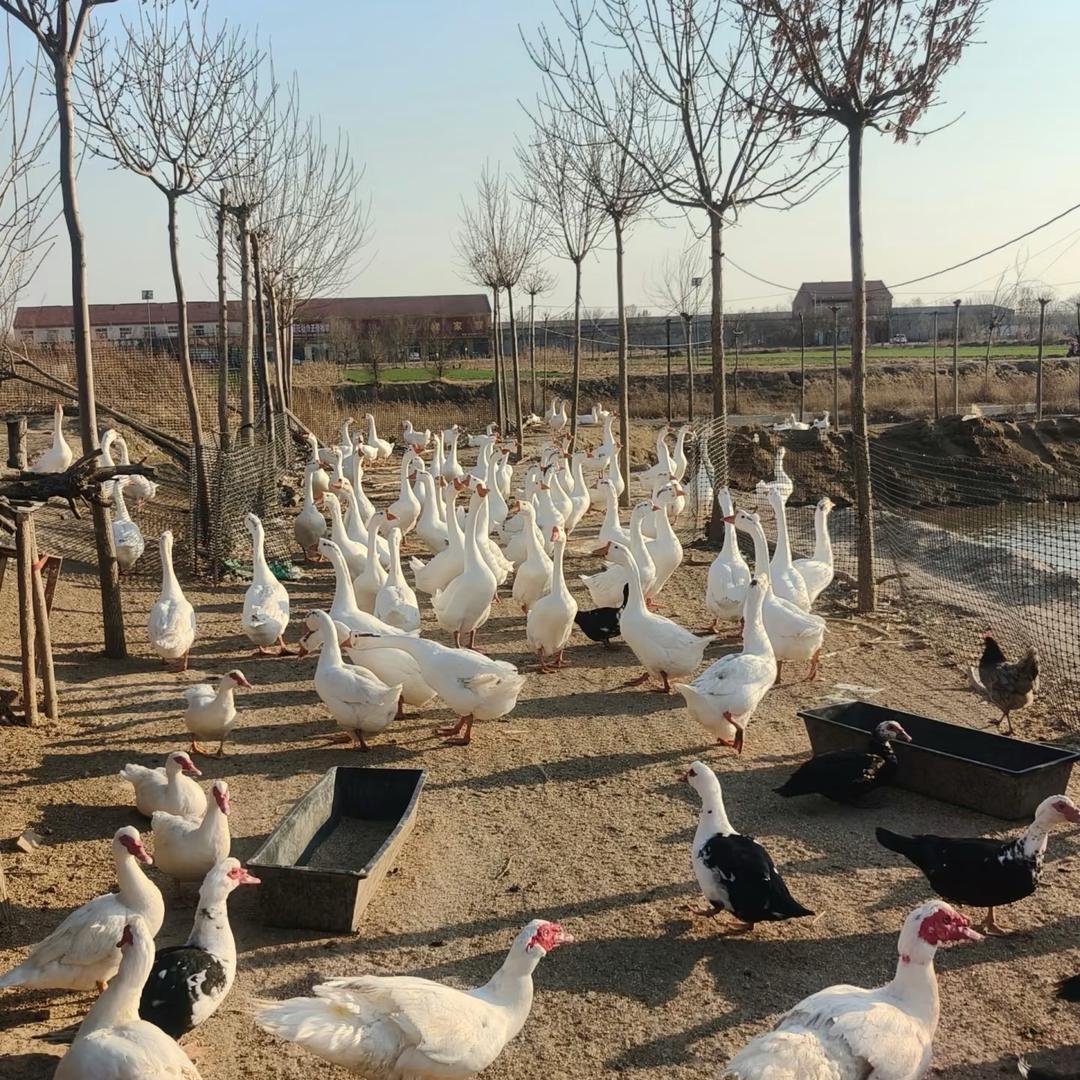 小丽家笨鸡鹅蛋优品店