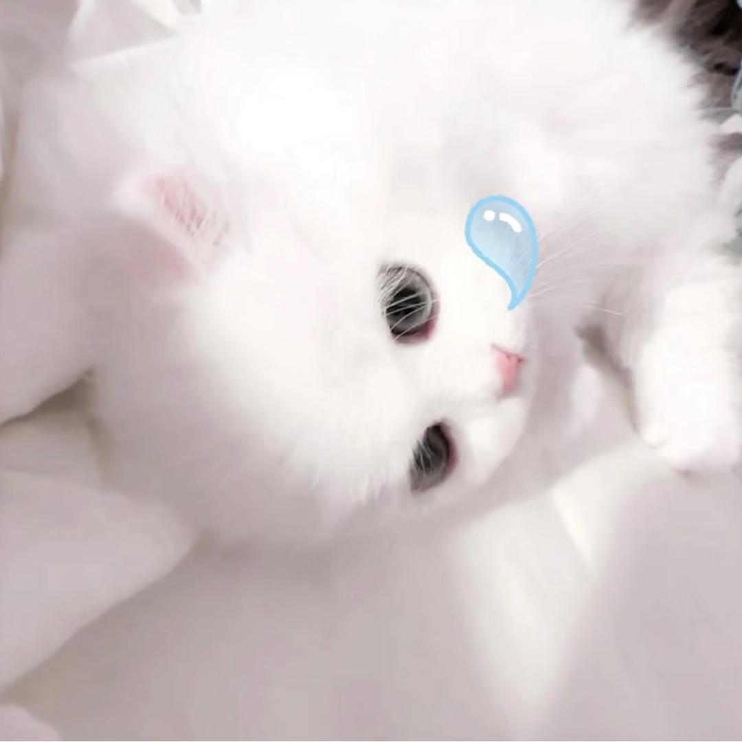 𝙆𝙞𝙩𝙖𝙧𝙩