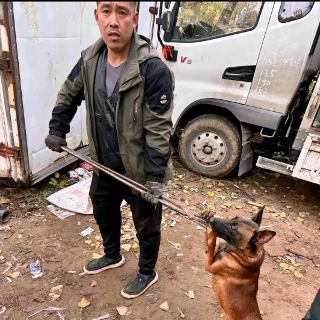 AAA专业套狗（专治恶狗）