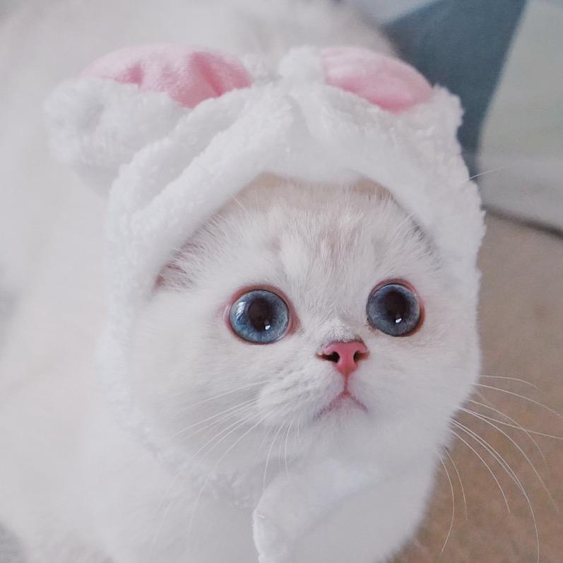 蓝眼睛的白糖糖@抖音