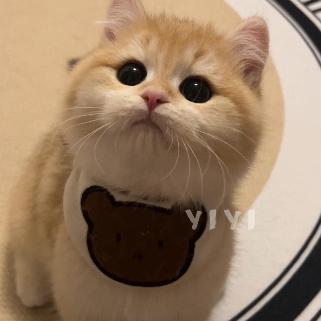 亦师傅的养猫日记