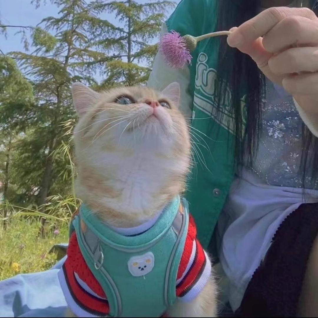 鼠宝