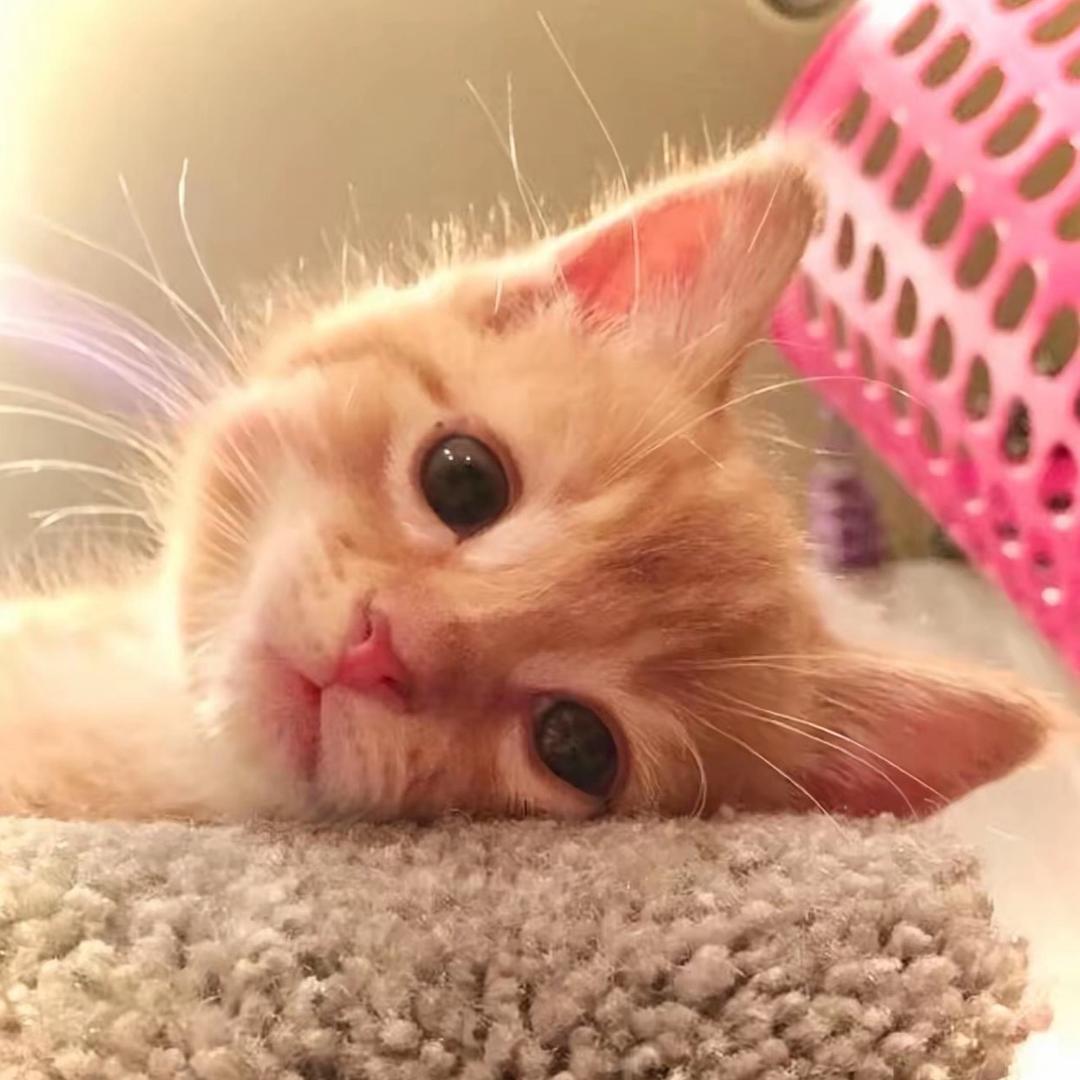 你踩到我尾巴了