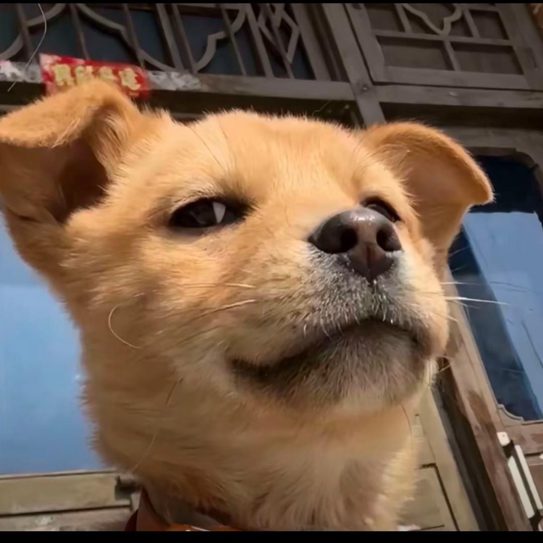 提线木偶