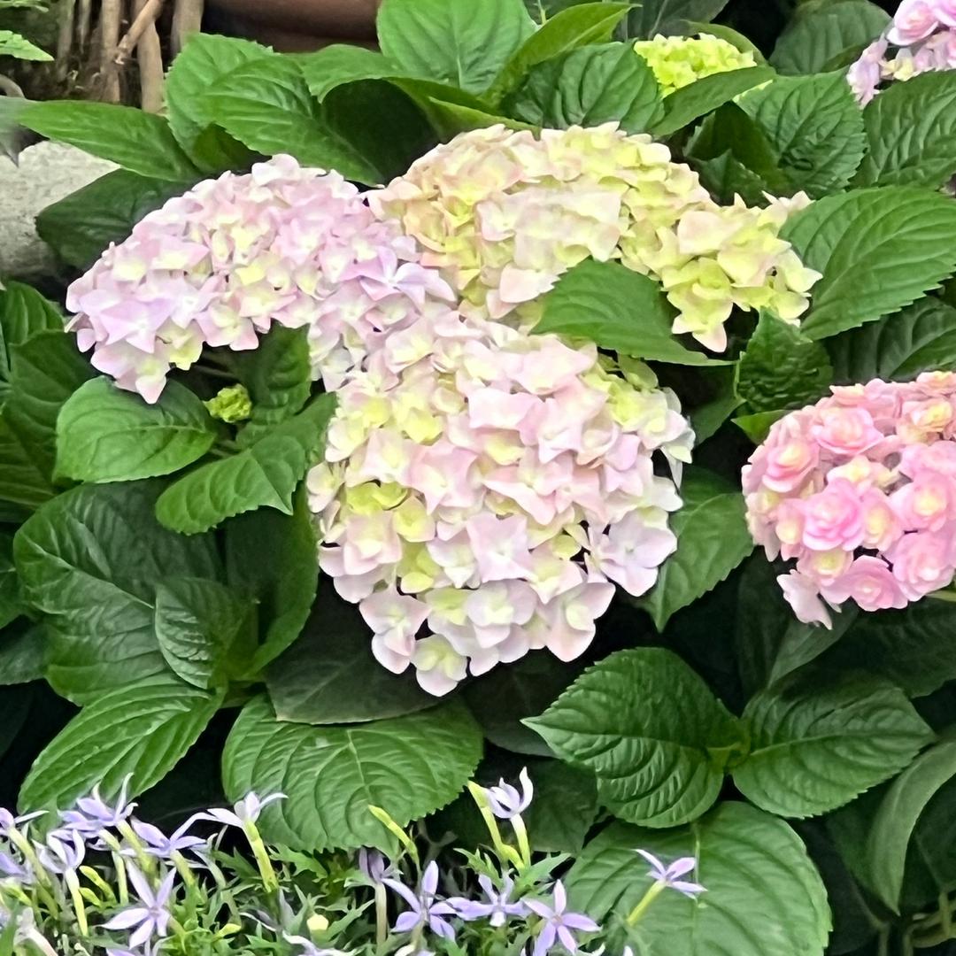 皮蛋瘦肉粥（手工）