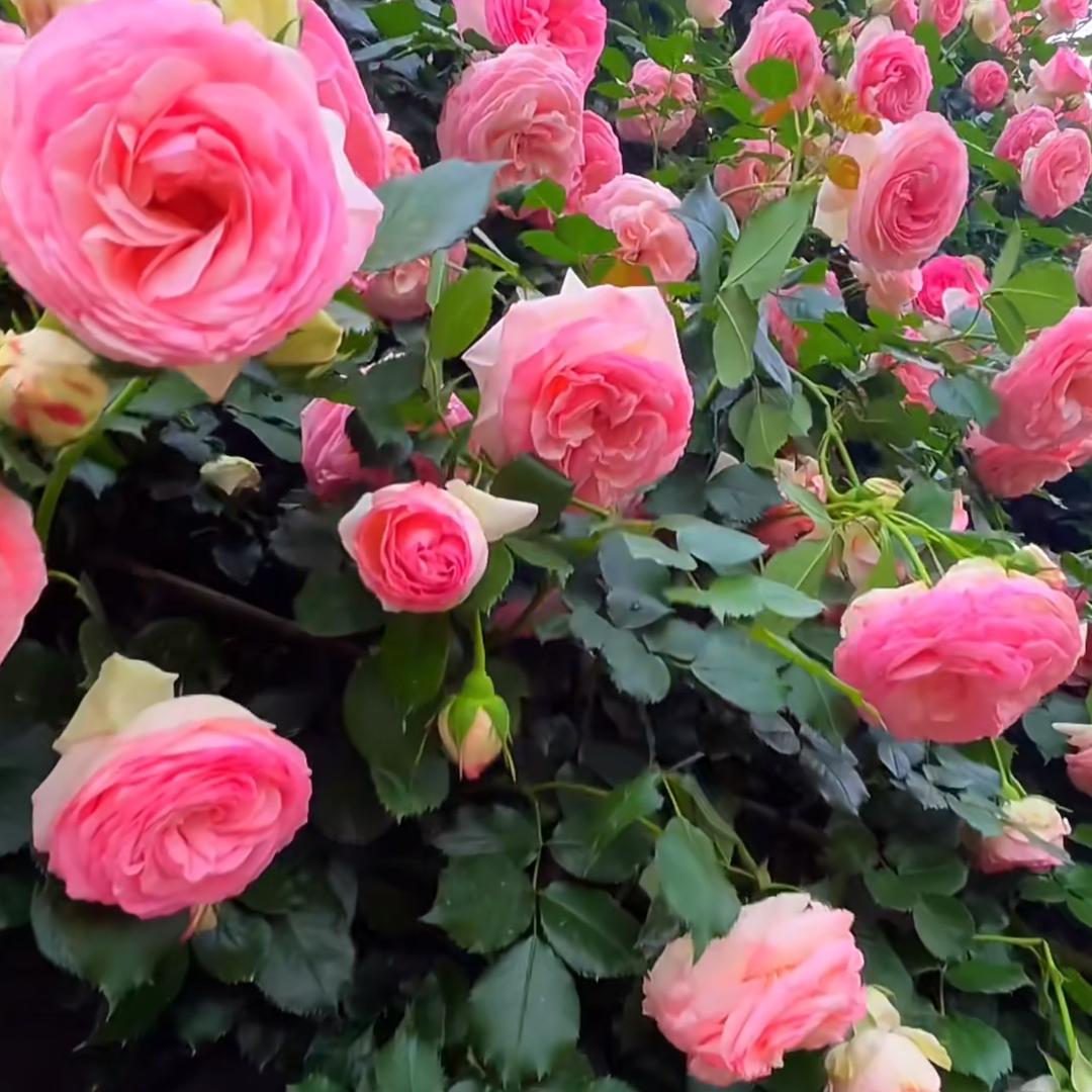 藤蔓花卉园艺
