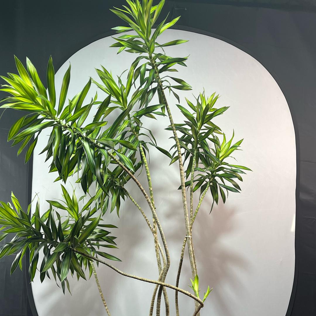 佰果屋海岛绿植基地