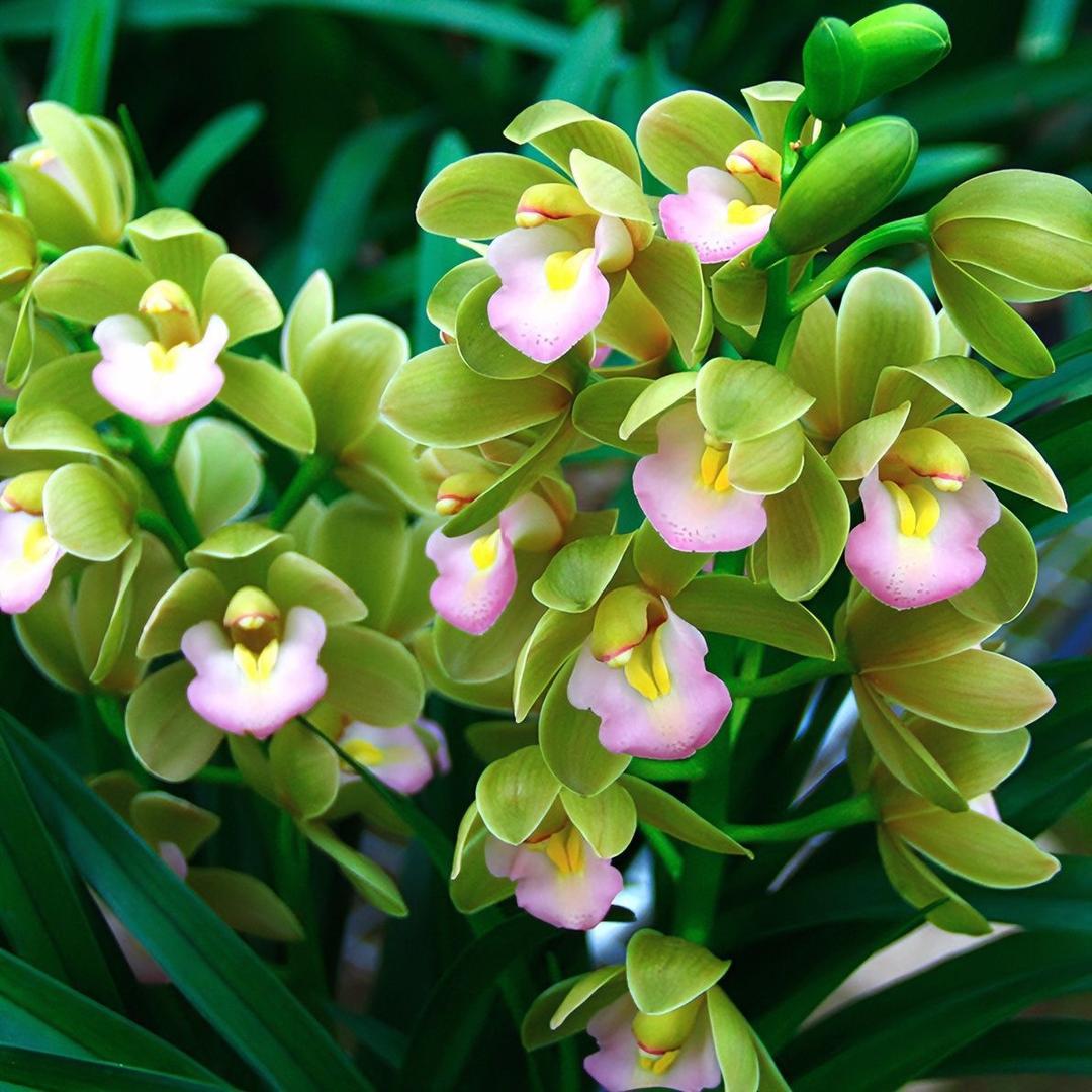 香雅花艺花场