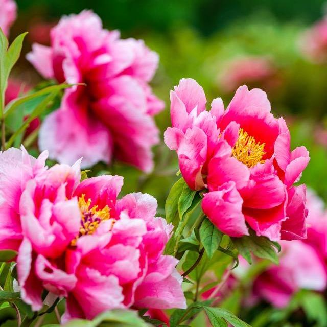 一起来看花