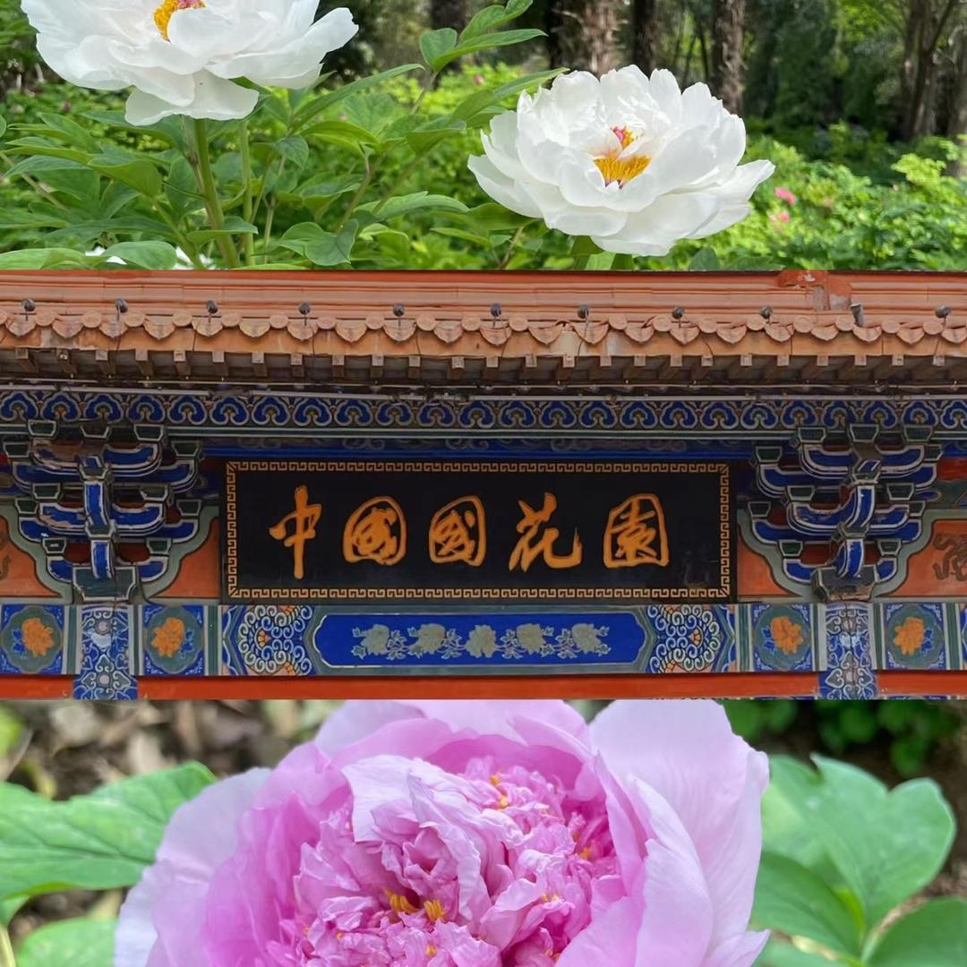 洛阳龙城牡丹