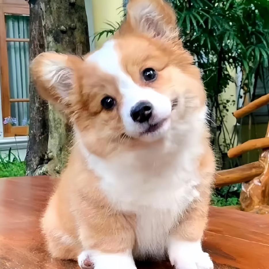 十八T
