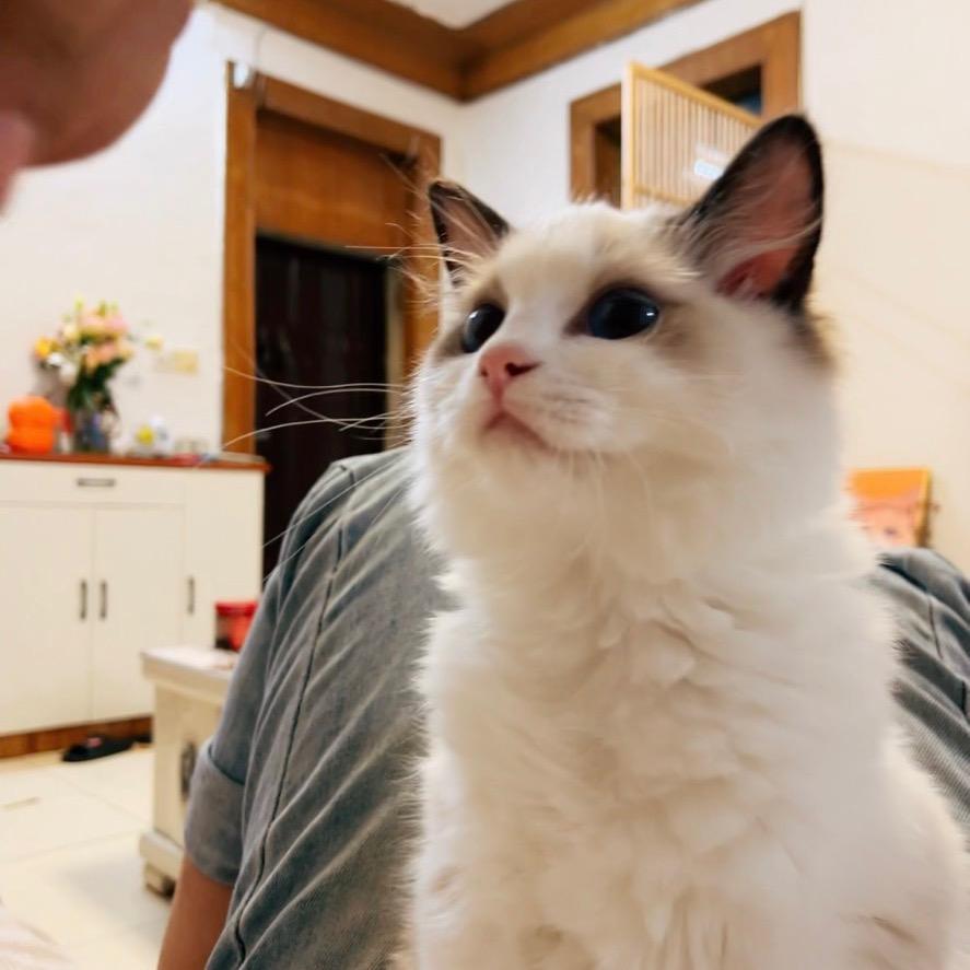 柚子家的猫