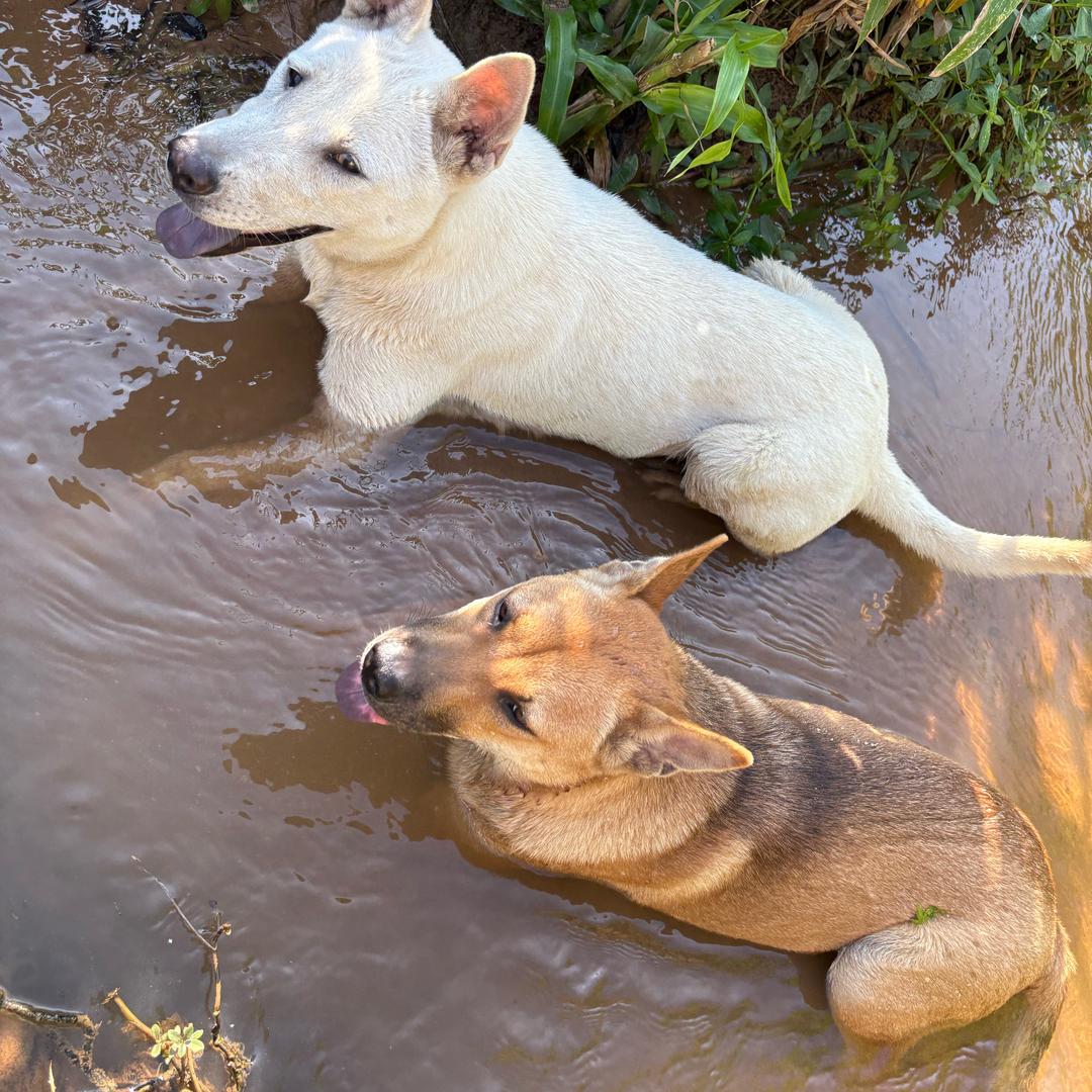 圆咕噜&小白的日常✨