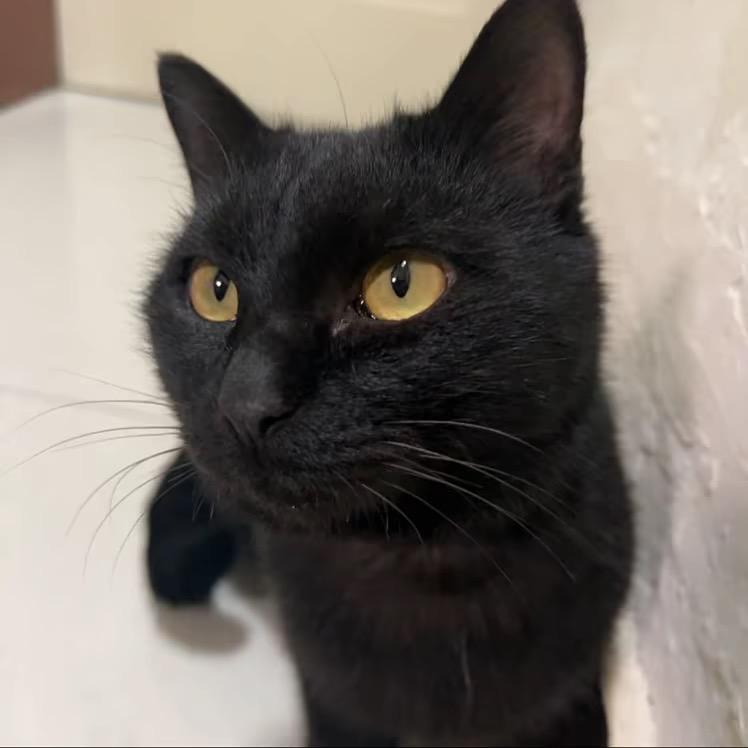 元宝是只溜达喵🐱