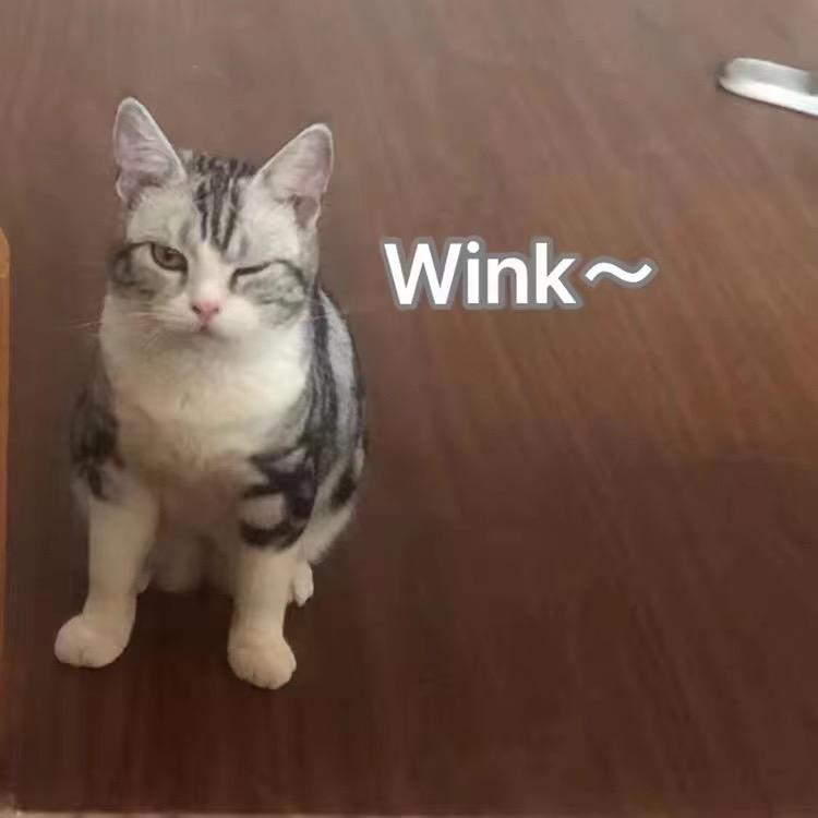 三只猫的爷
