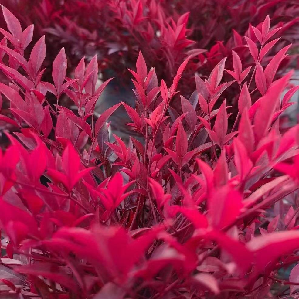 三门峡东筠农业