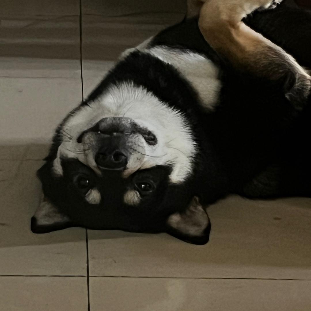 不听话的黑豆