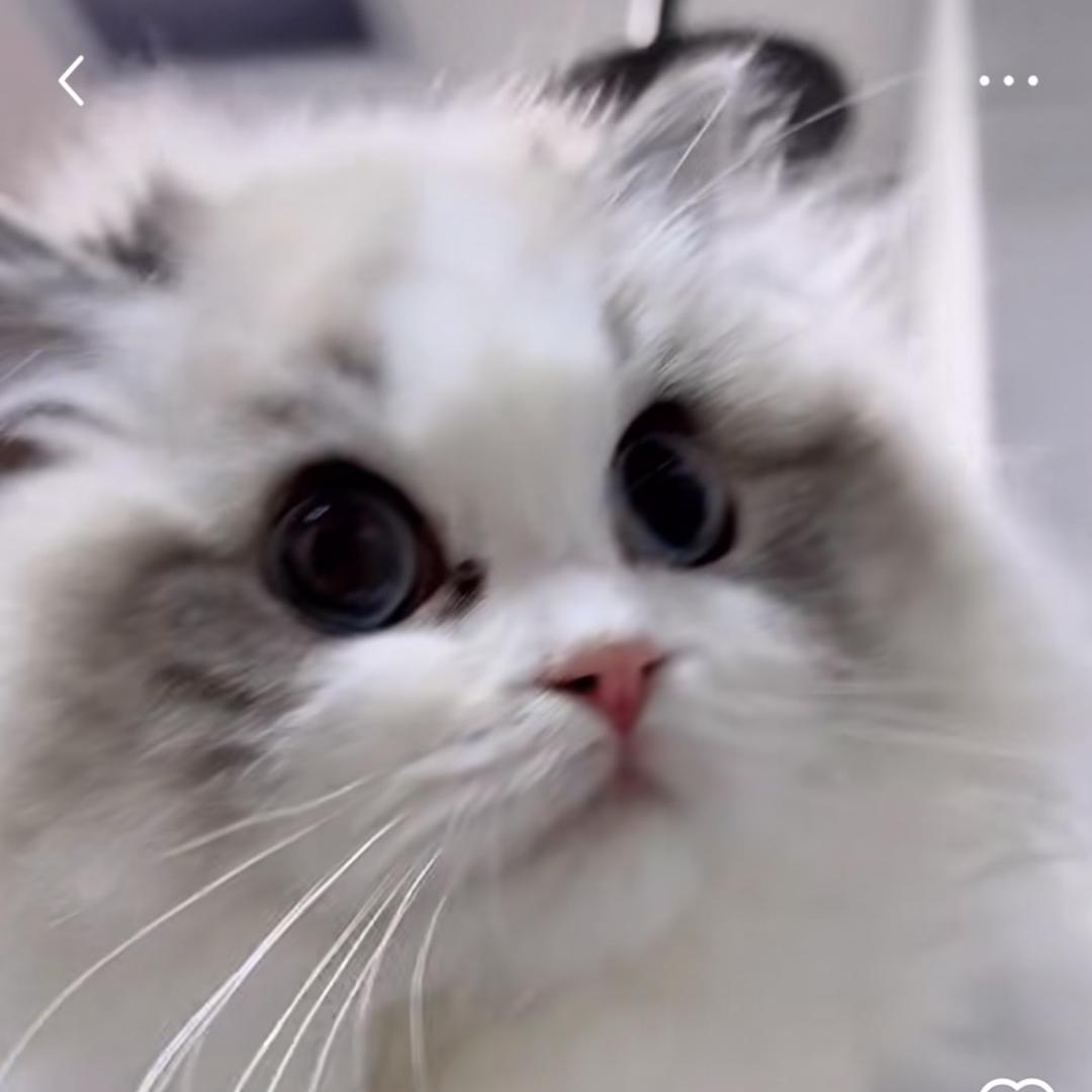 情书家的布偶猫