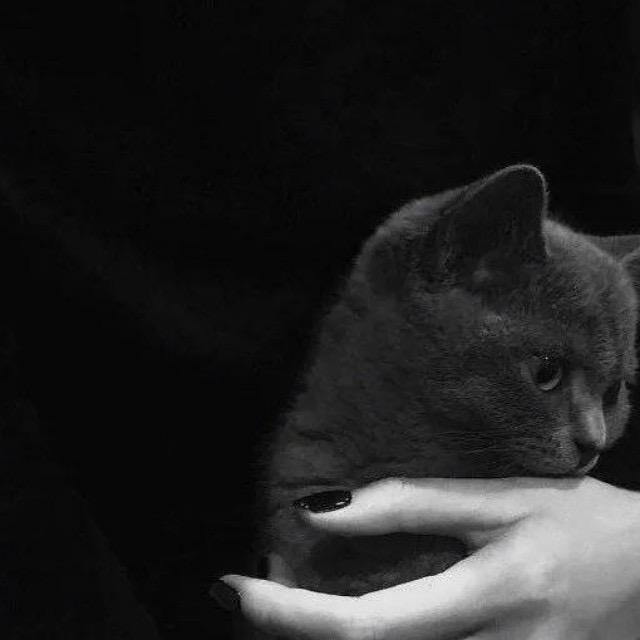 野原新只猪