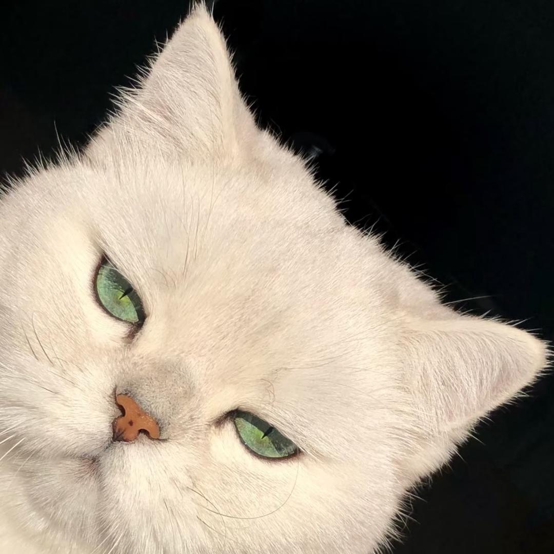 猫猫🐱在美甲