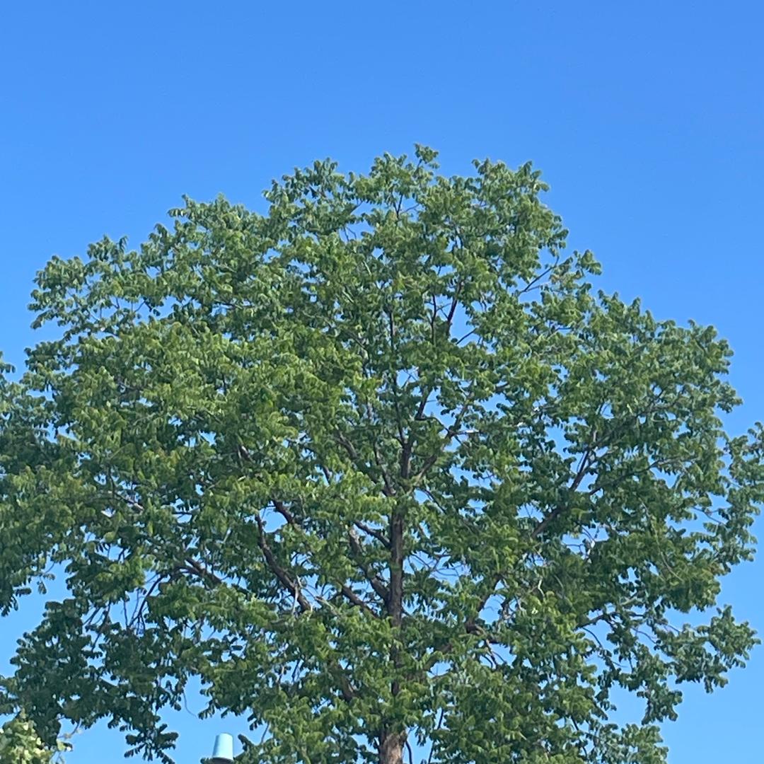 小昭（日常记录）