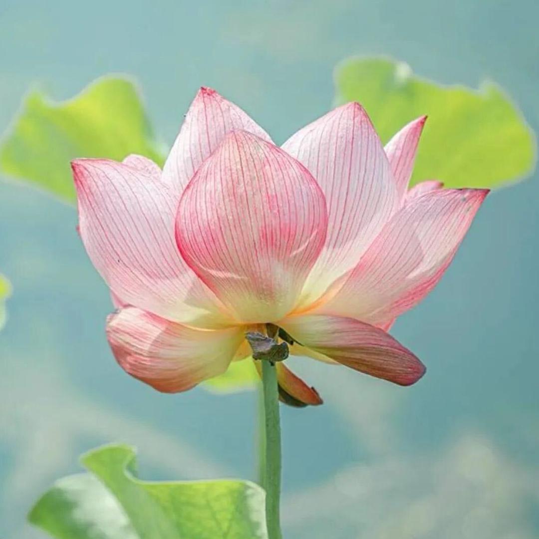 展莹