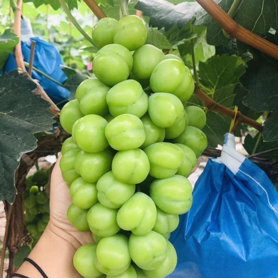 汪林