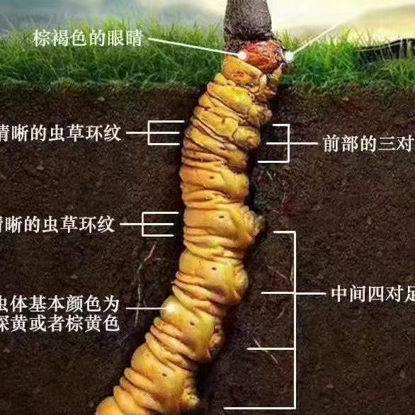 浅笑的眼眸