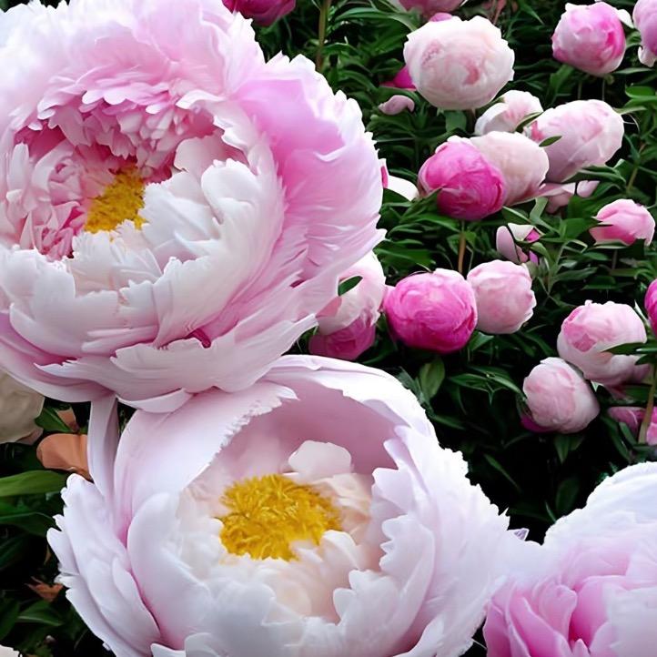 祥云花卉