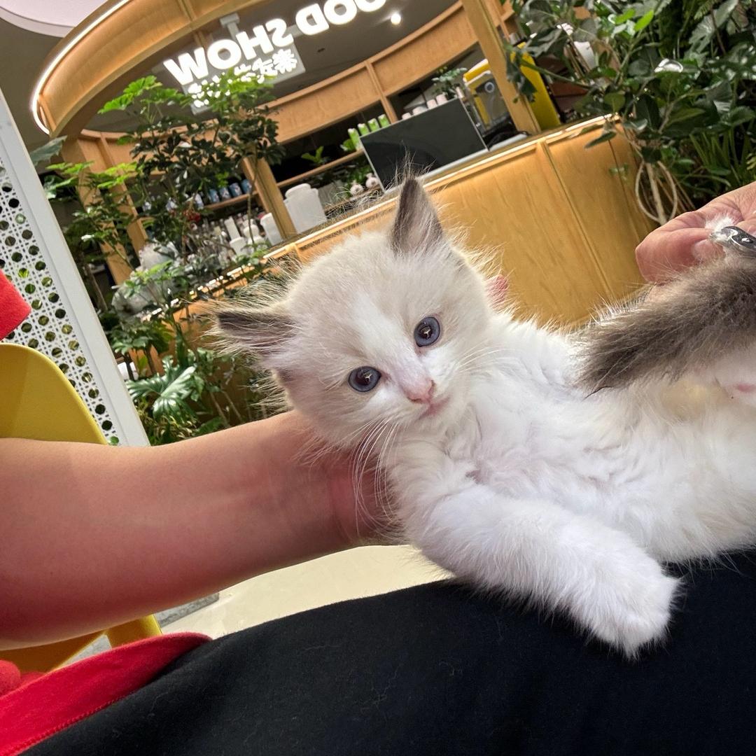 水瓶座领猫馆