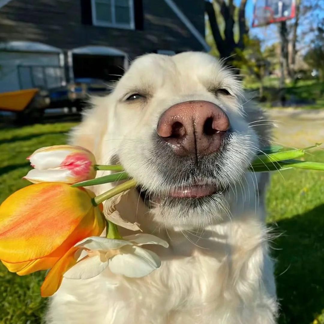 AAA给丈母娘买榴莲让岳父跪