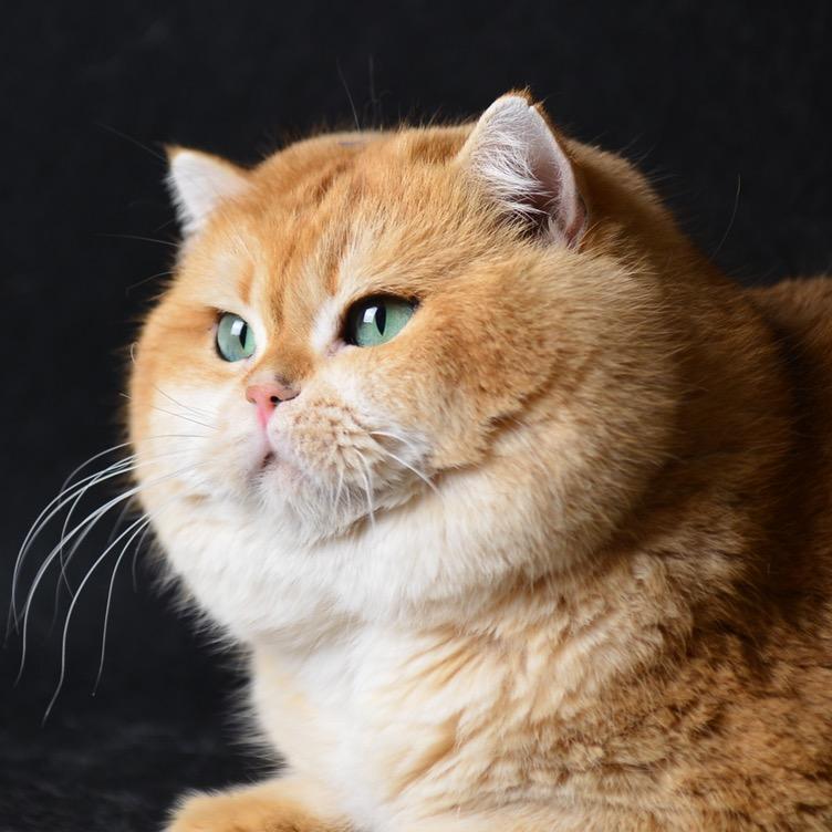 Shuoshuo Cat 硕硕猫屋
