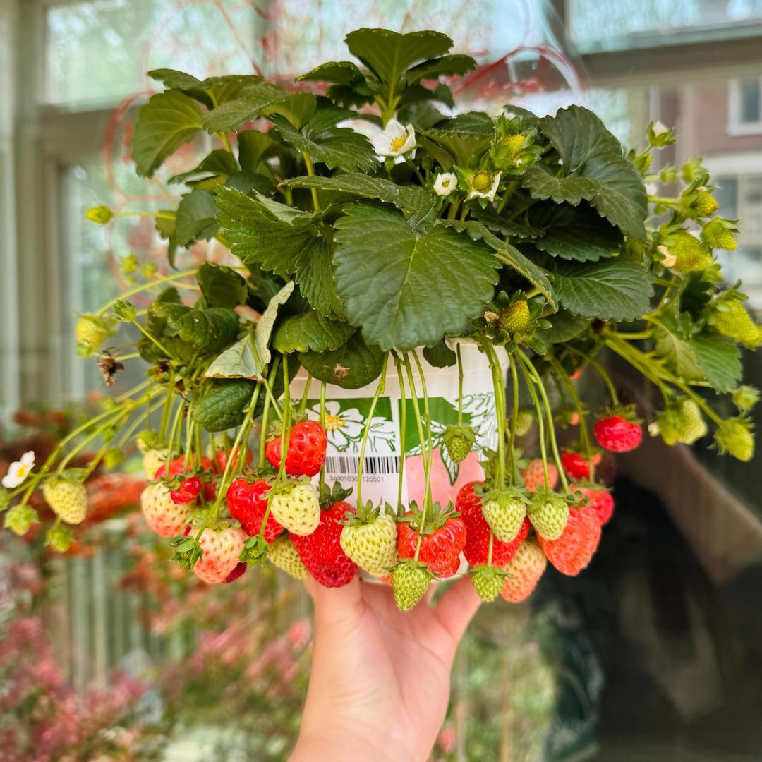 悠悠花开