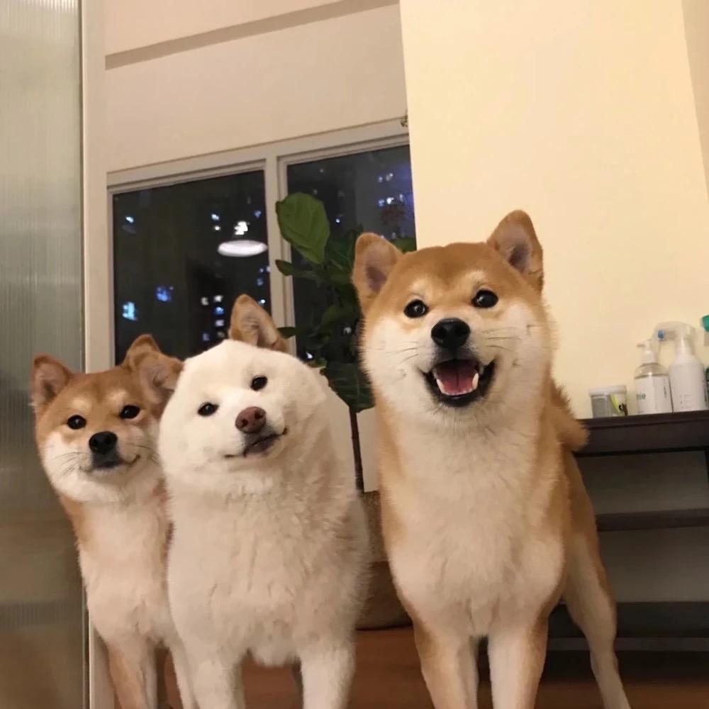 月照雪
