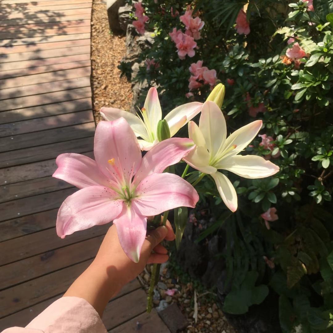 多放香菜